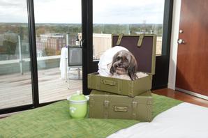 The Holman Grand Hotel | Charlottetown | Pet Friendly