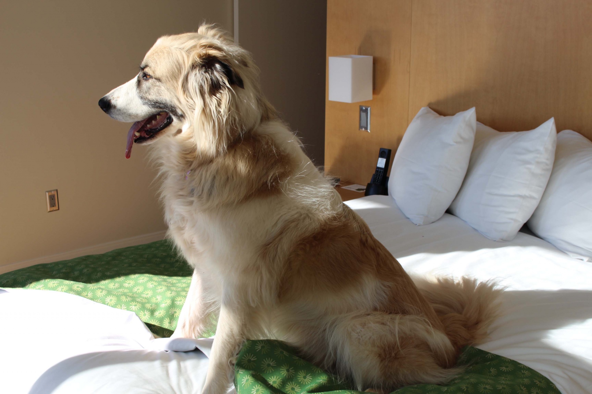 Pet Friendly Hotel in Charlottetown PEI Holman Grand Hotel
